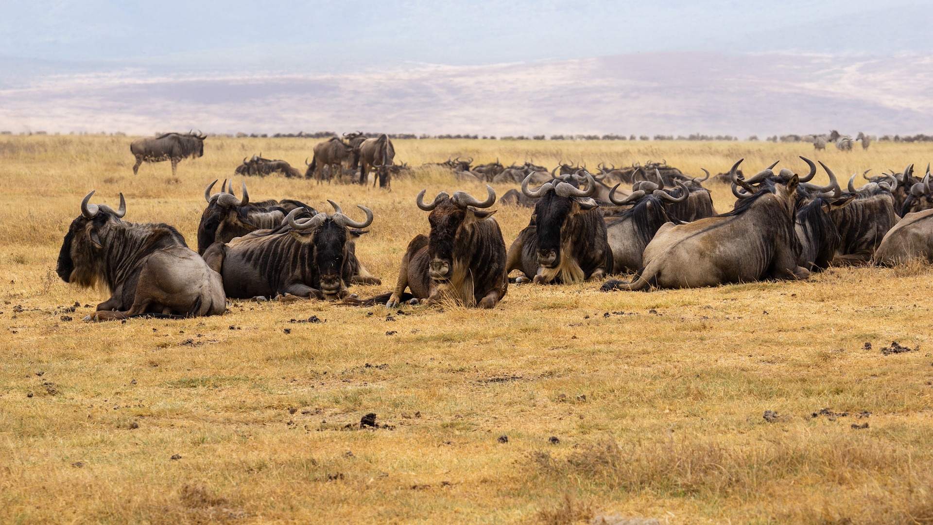 Safari Image