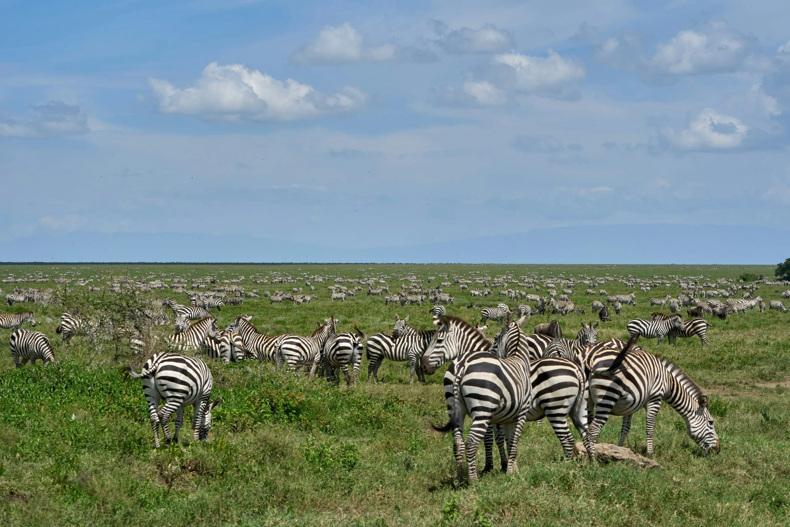 Safari Image