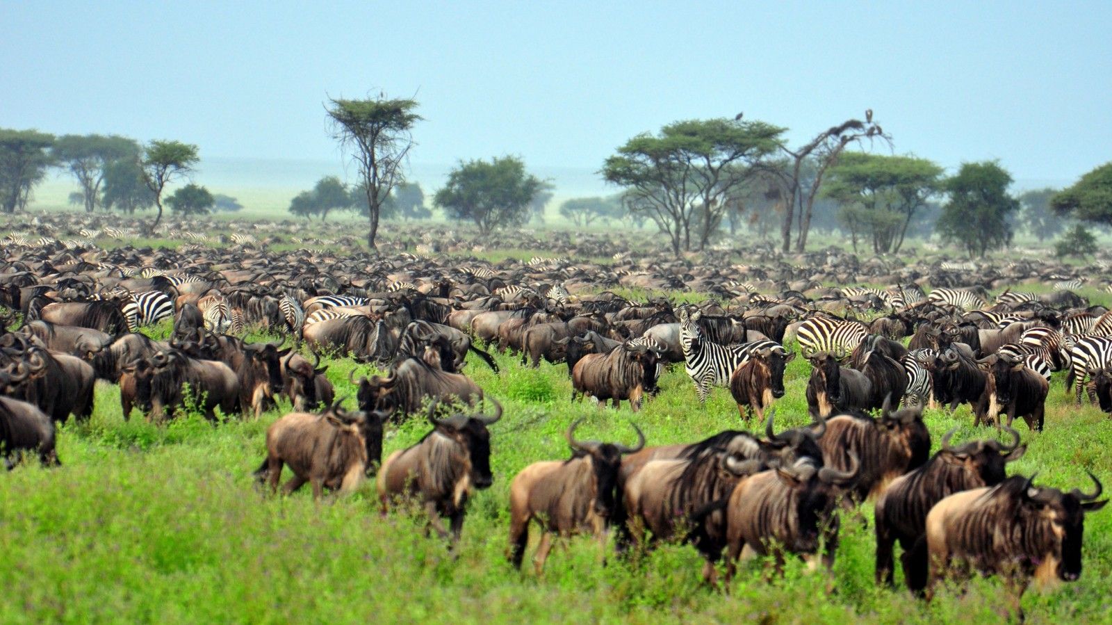 Safari Image