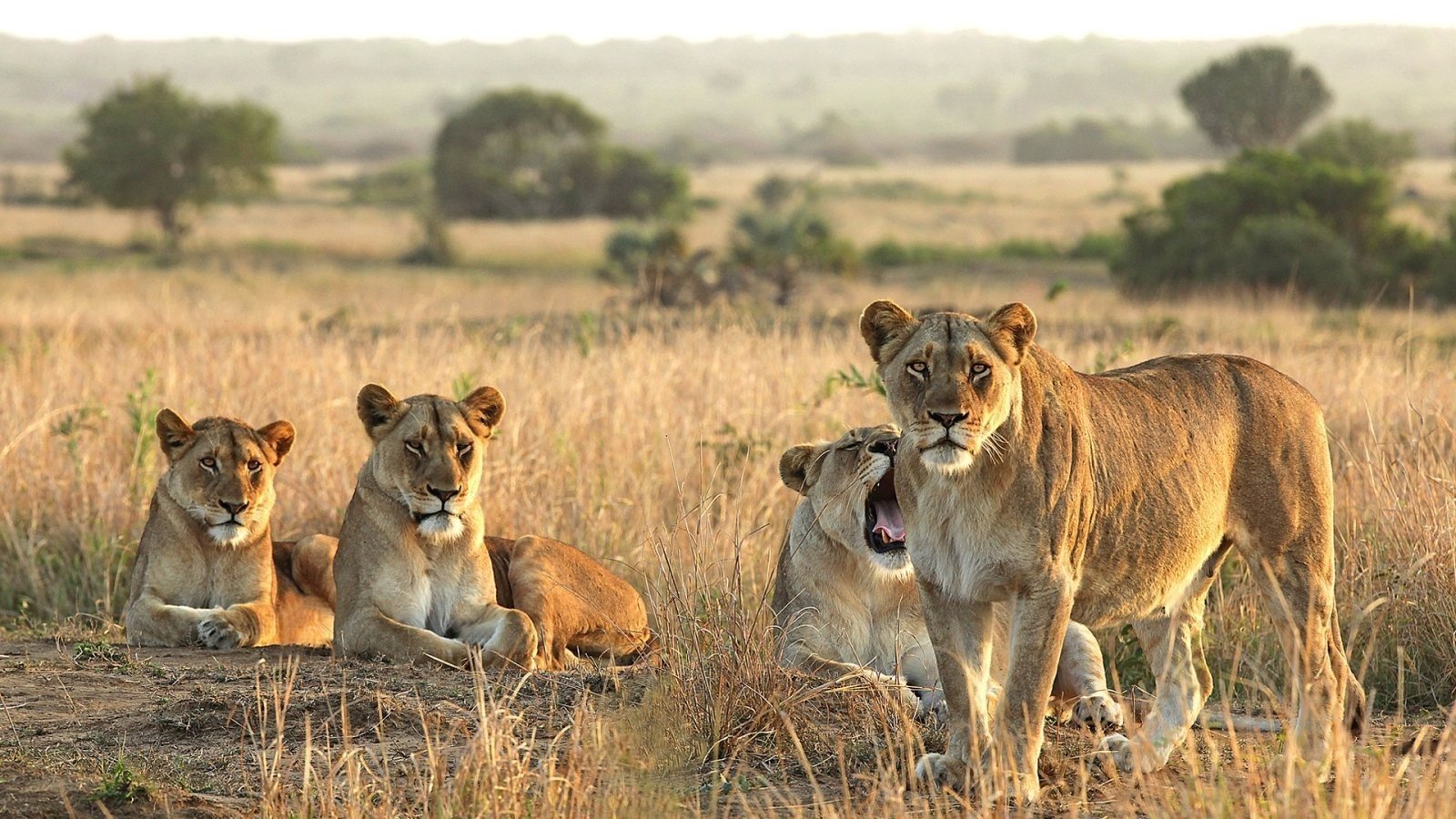 Safari Image
